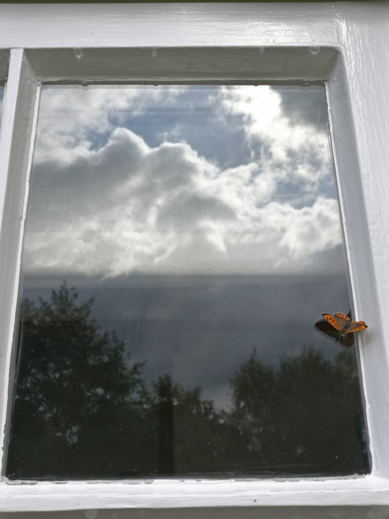 Butterfly on clean glass reflecting the sky