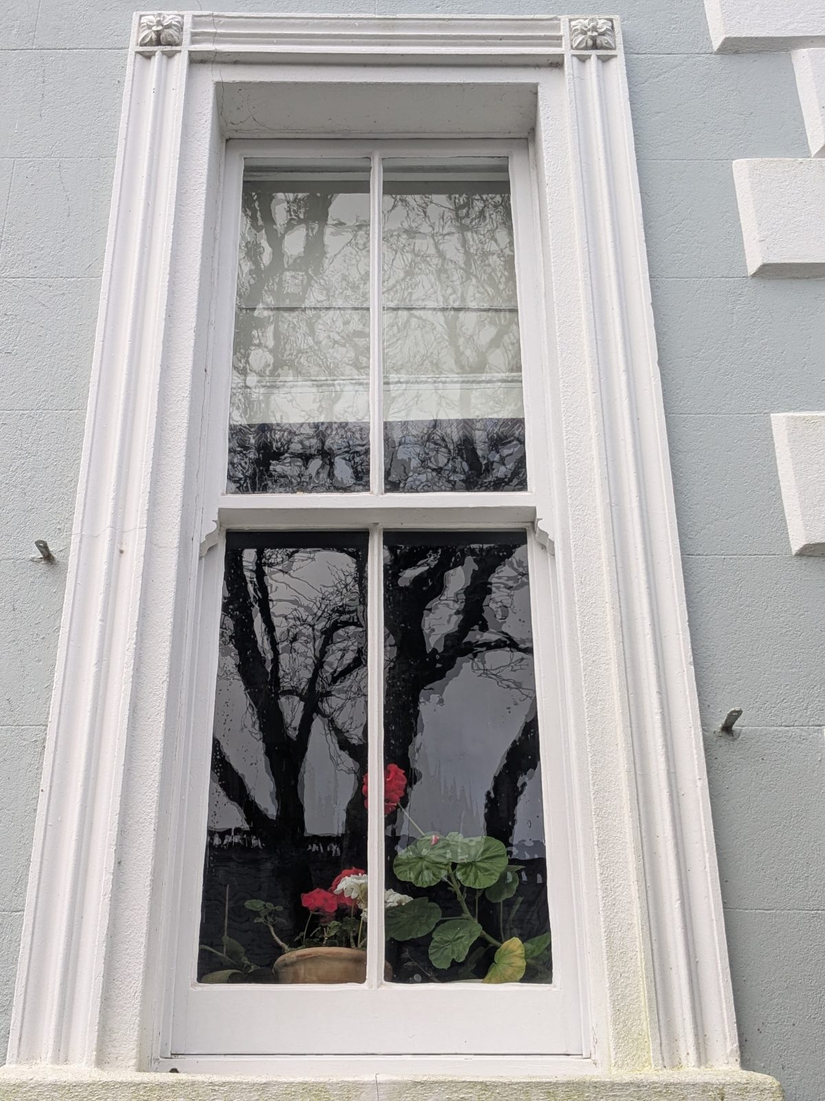 Forest Row area newly cleaned window with reflections and a rose, painted frame sash window