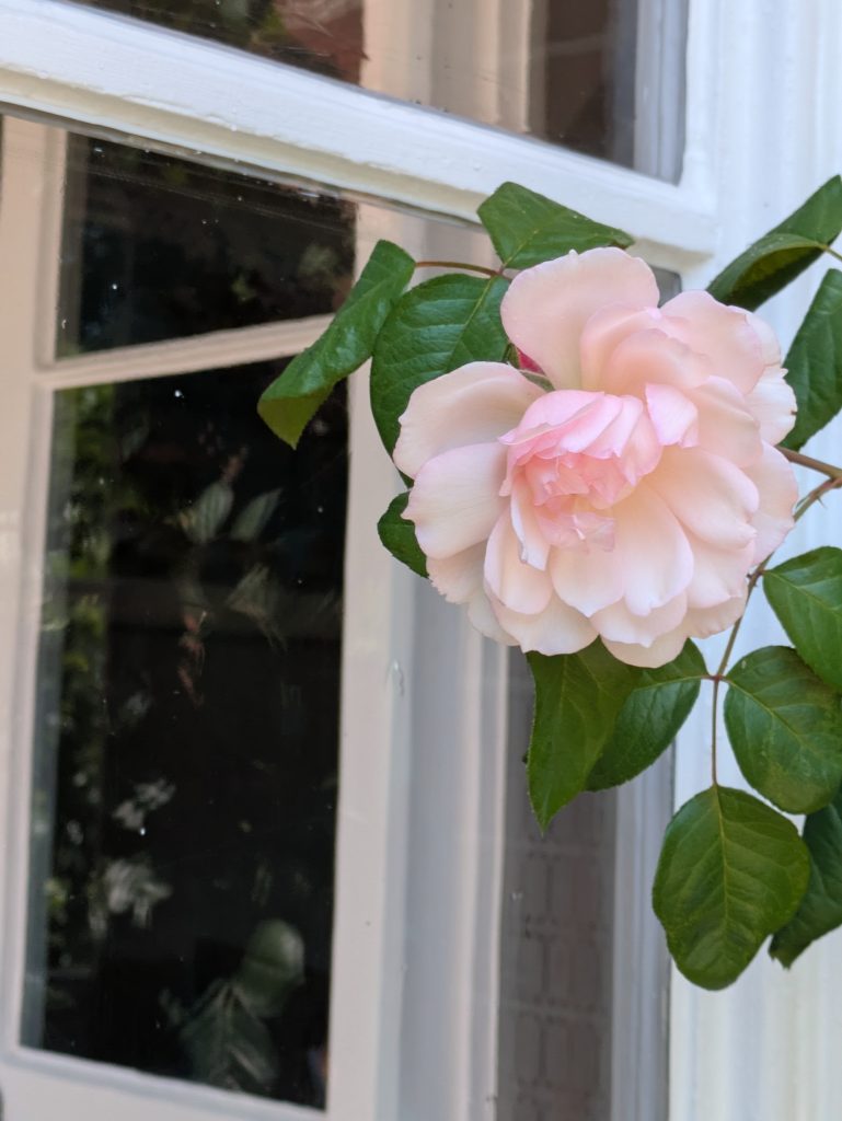 Clean country-house window reflecting a rose