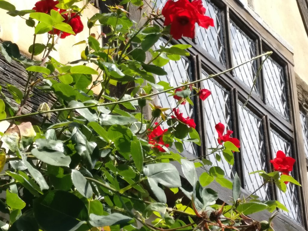 Leaded windows at a historic house near Brightling, with a rose in the foreground