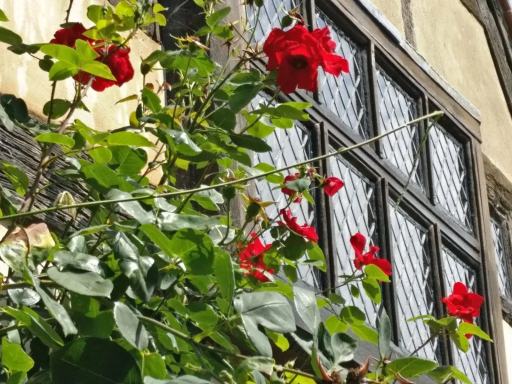 Historic house window cleaning with a rose in foreground against leaded windows near Uckfield and Fletching